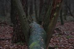 Bäume 