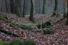 Wald 