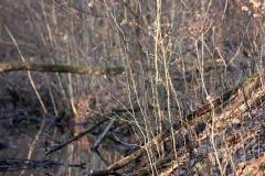 Wald 
