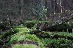 Wald 