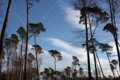 Wald 