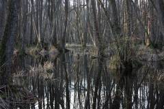 Feuchtgebiet 