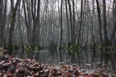 Feuchtgebiet 