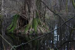 Feuchtgebiet 