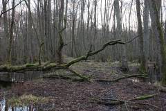 Feuchtgebiet 