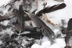 Vögel 