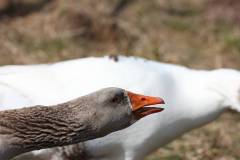 Vögel 