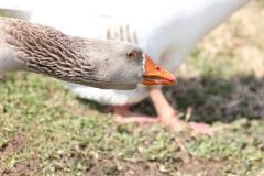Vögel 