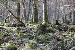 Wald 
