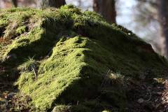Wald 