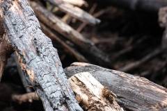 Wald 