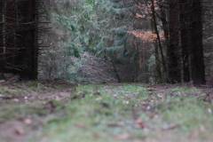 Wald 