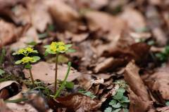 Blüten 