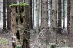 Bäume 