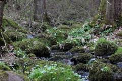 Wasser 