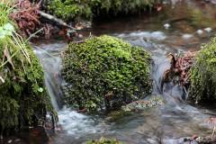 Wasser 