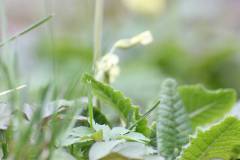 Blüten 