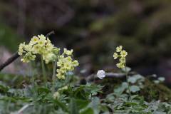 Blüten 