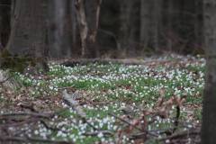 Blüten 