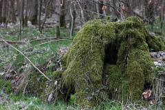 Wald 