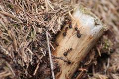 Insekten/Weichtiere 