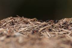 Insekten/Weichtiere 