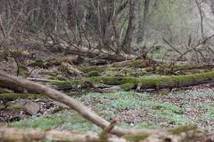 Bäume 