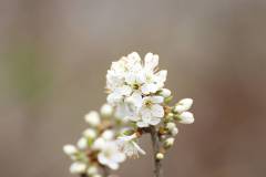 Blüten 