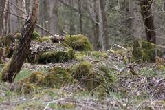 Wald 