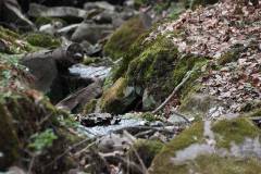 Wasser 