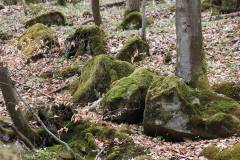 Wald 