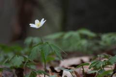 Blüten 