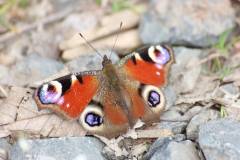 Insekten/Weichtiere 