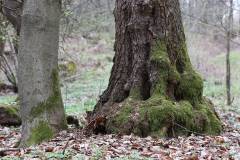 Bäume 