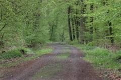 Wald 