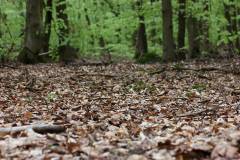 Wald 