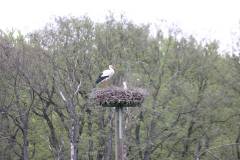 Vögel 