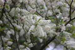 Blüten 