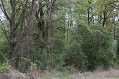 Wald 