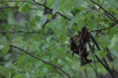 Wald 