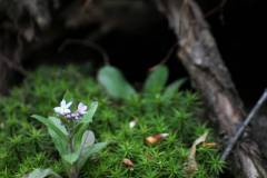 Blüten 