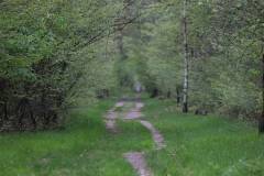 Wald 