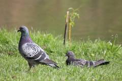 Vögel 