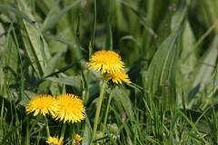 Blüten 