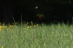 Blüten 
