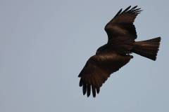 Vögel 