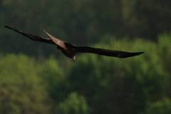 Vögel 