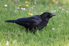 Vögel 