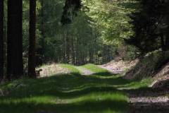 Wald 