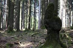 Bäume 